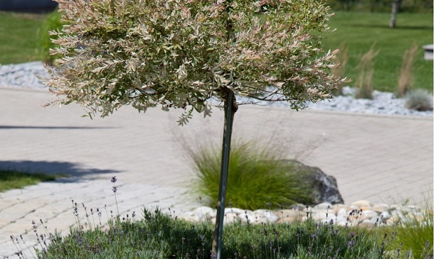 Moderne Gartenanlage mit Buchsbaum Pflastersteine Kogler